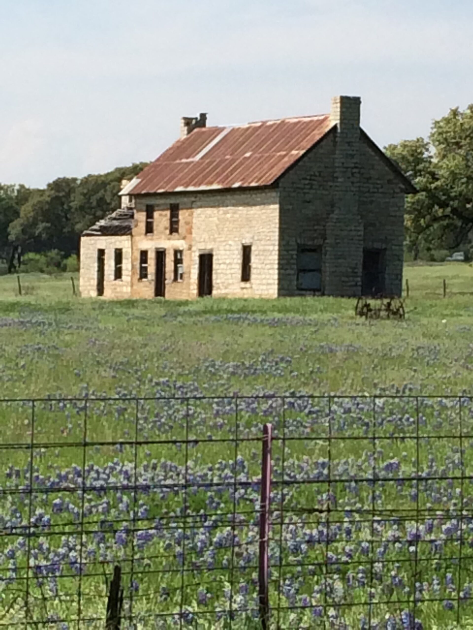 Old house abandoned in field of bluebonnets in Marble Falls near Fredericksburg Texas