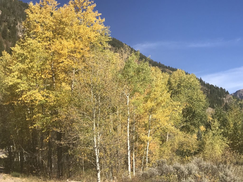 Beautiful Aspens in the Fall in Colorado