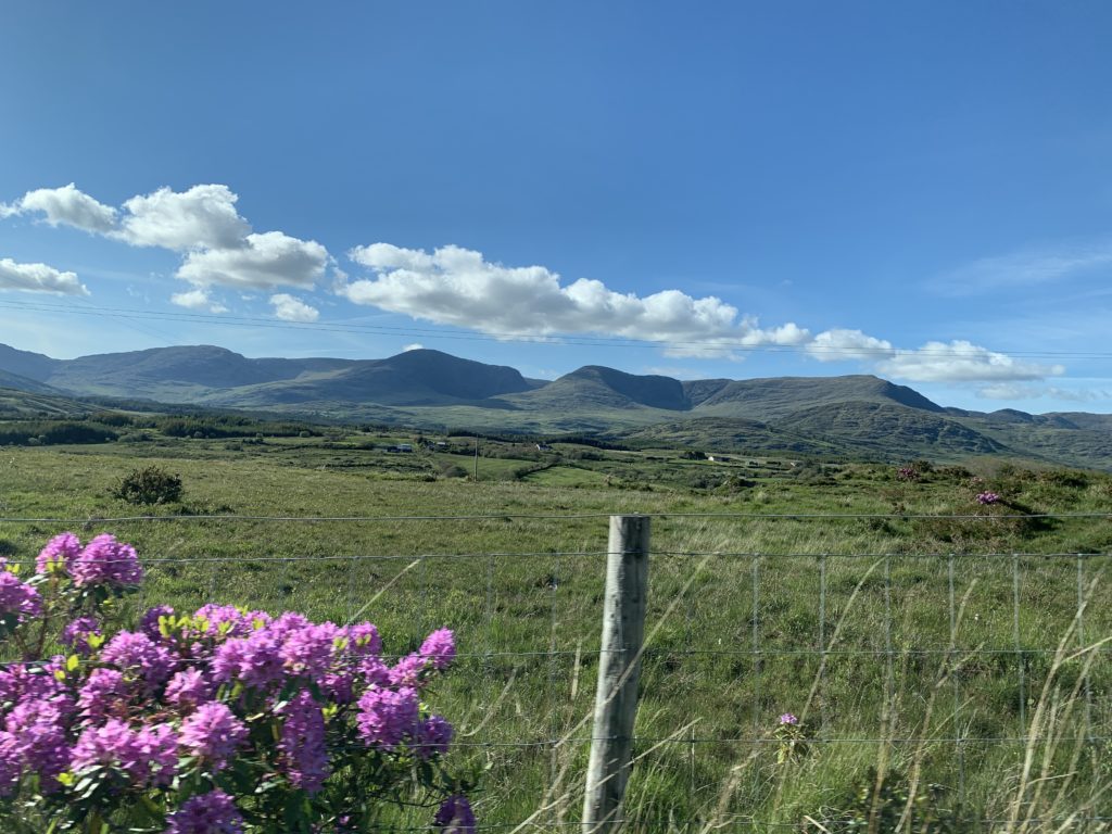 Sheep in Ireland landscape