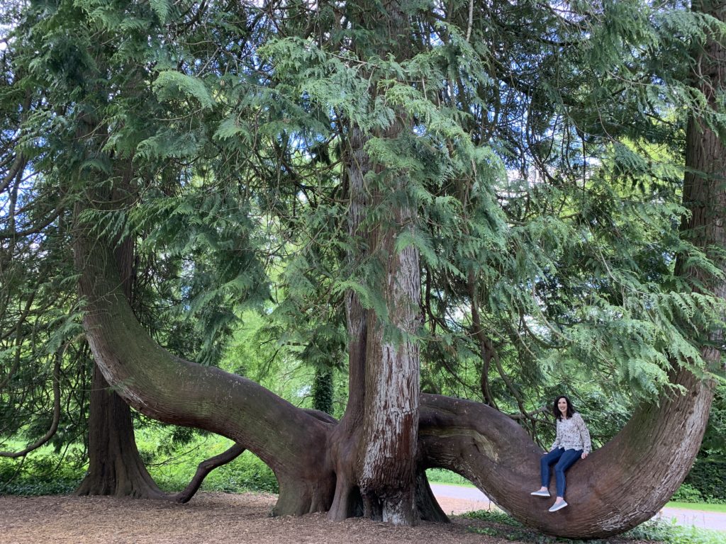 Incredible and massive tree at Blarney castle and Gardens