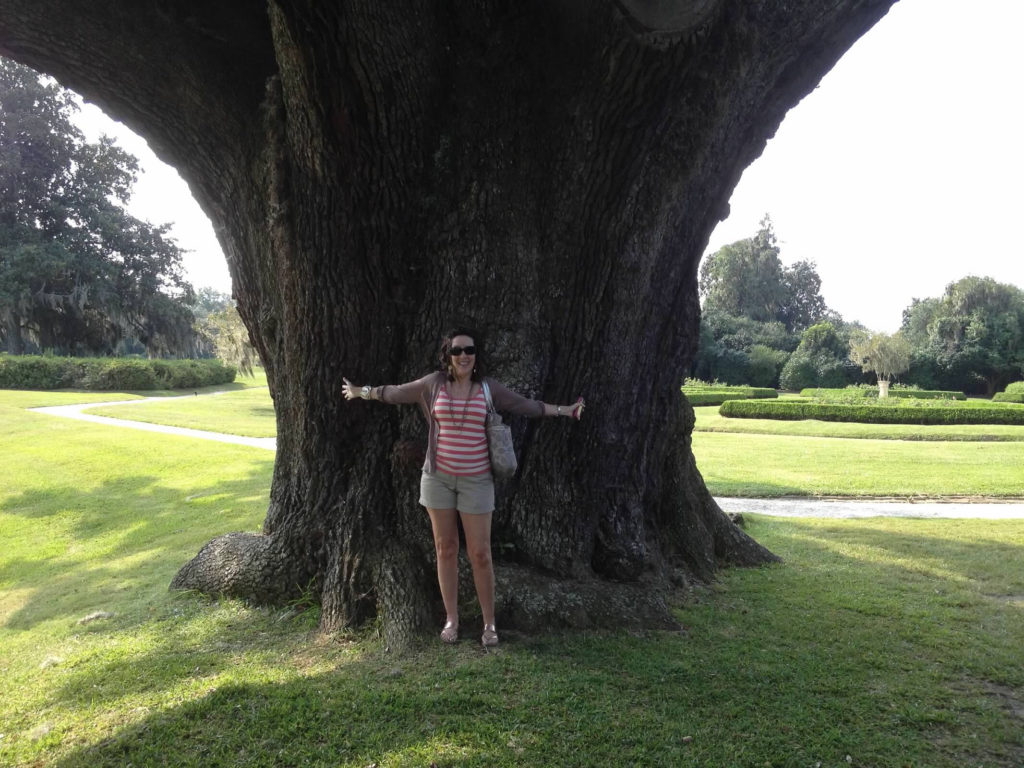 Massive tree exudes Southern charm