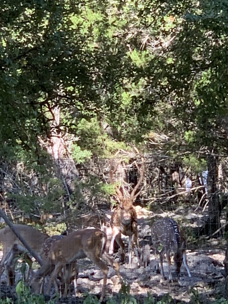 Herd of deer Spring Branch