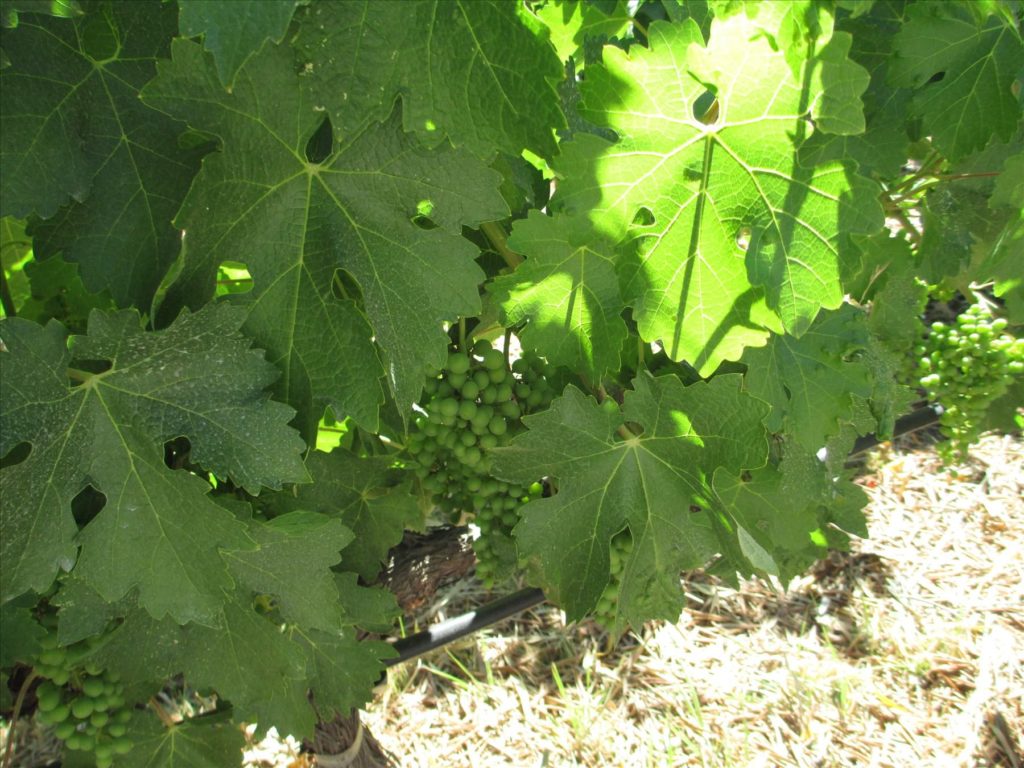 Green grapes on the Napa Valley vines in June