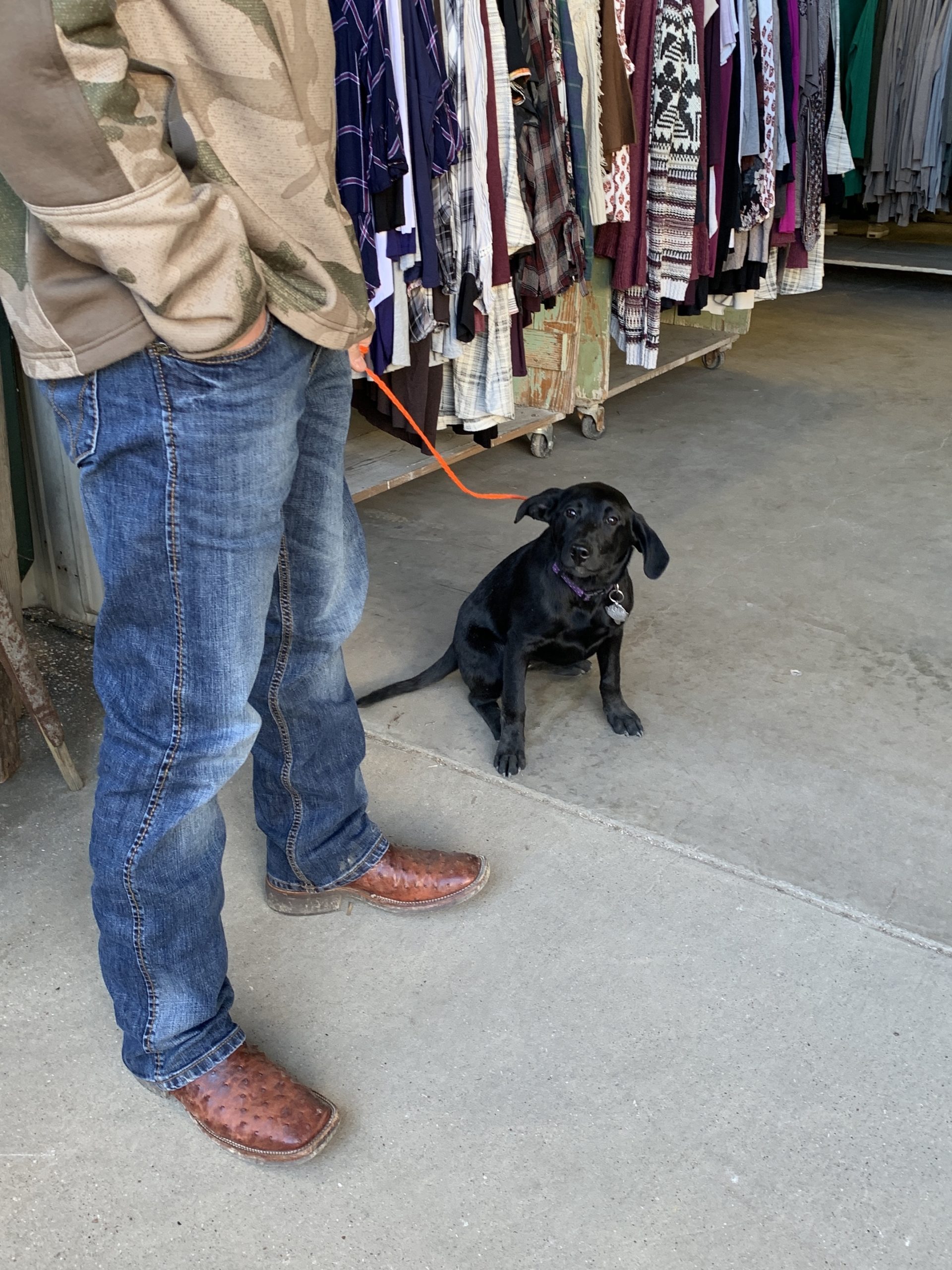 First Monday Canton is dog friendly Travel And Tell