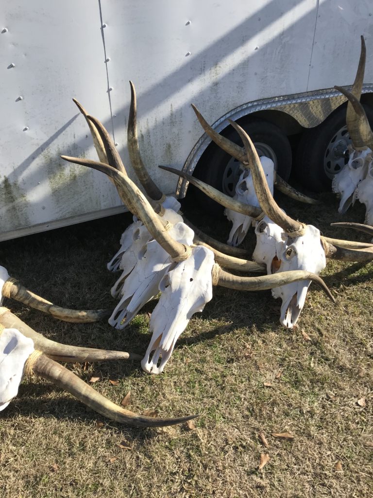 Longhorn skulls First Monday Trade Days Canton Texas