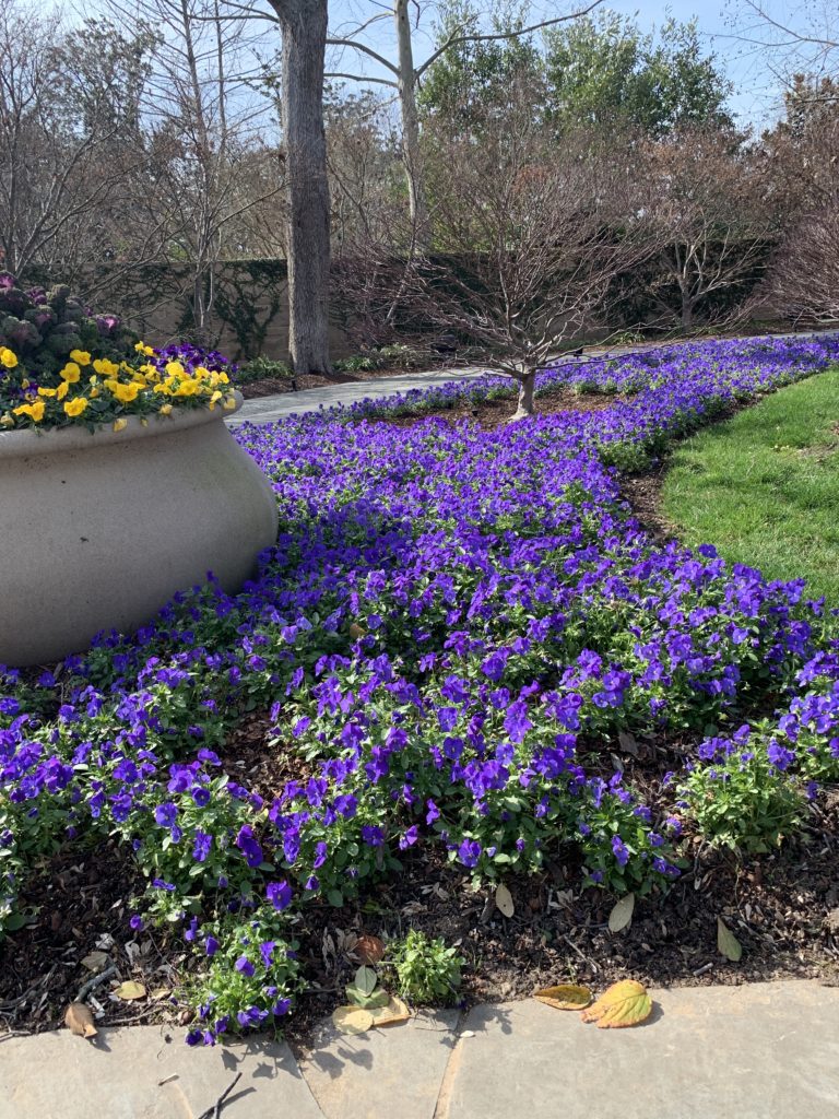sea of purple pansies at Dallas Arboretum and Botanical Garden.