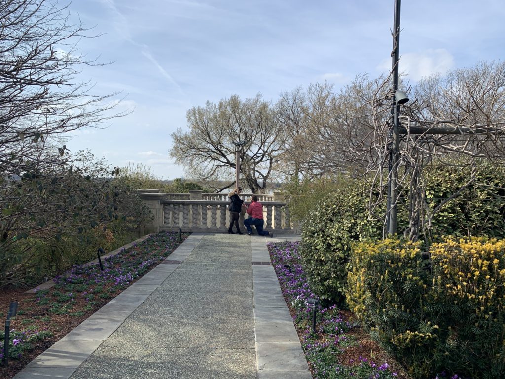 Unexpected photographer for wedding proposal at Dallas Arboretum and Botanical Garden