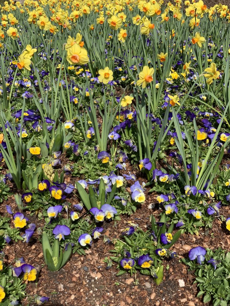 Daffodils at Dallas Arboretum and Botanical Garden