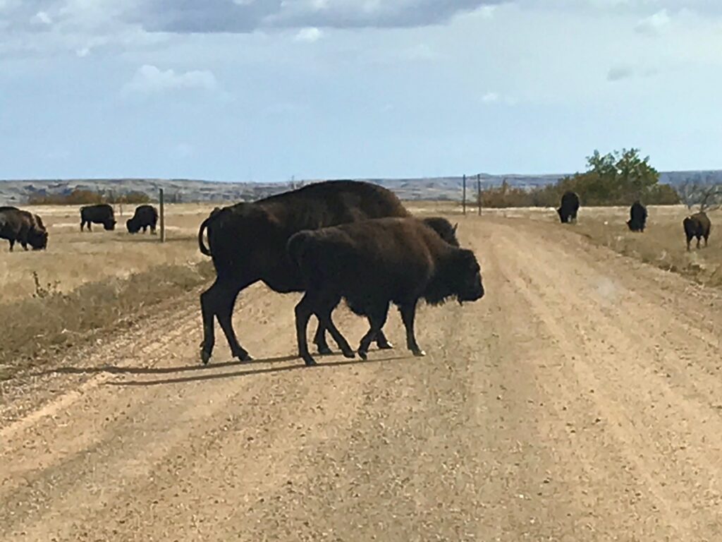 Bison crossing the road Badlands National Park