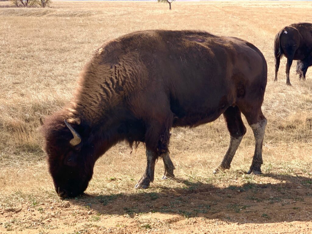 Bison grazing beside the road Badlands National Park SD