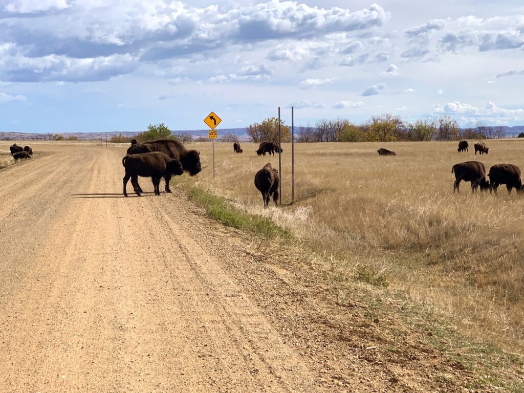 Bison have the right of way Badlands National Park SD