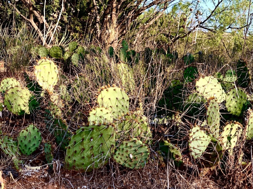 Cacti in Palo Duro Canyon
