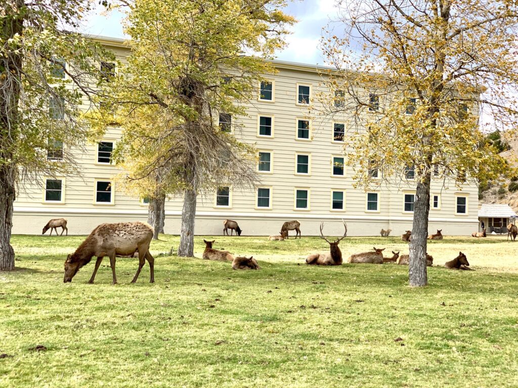 Elk by Mammoth Hot Springs Hotel and Cabins Yellowstone NP