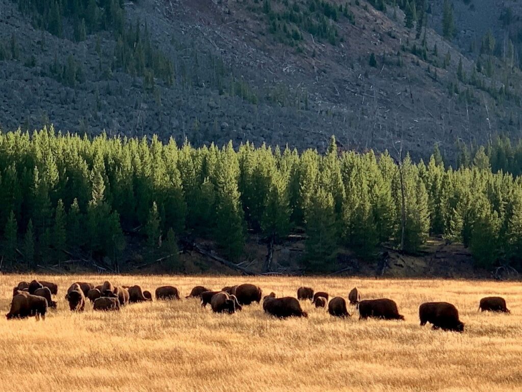 Herd of bison Yellowstone National Park