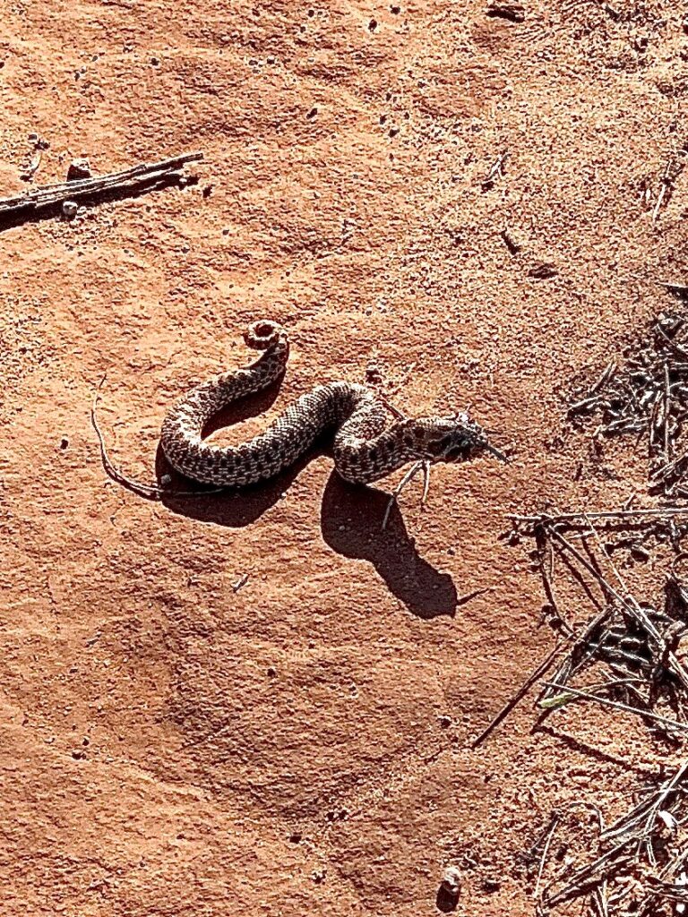 Hognose snake on the trail Palo Duro Canyon