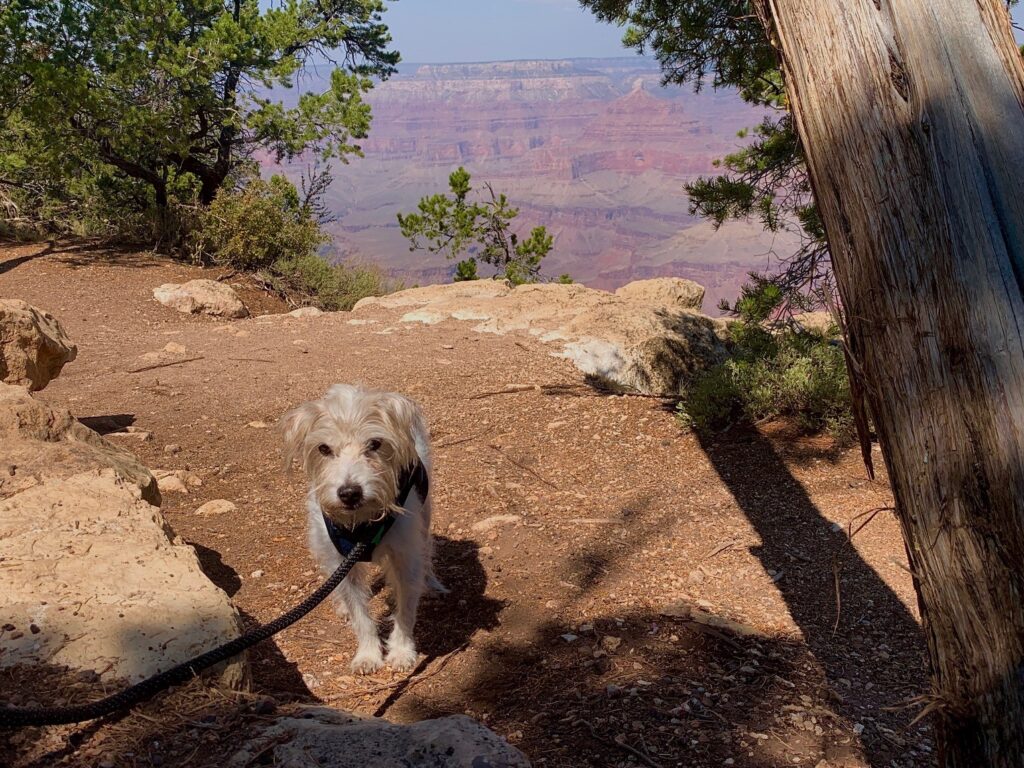 Our 16 year old Jack Russell, Trit, at Grand Canyon