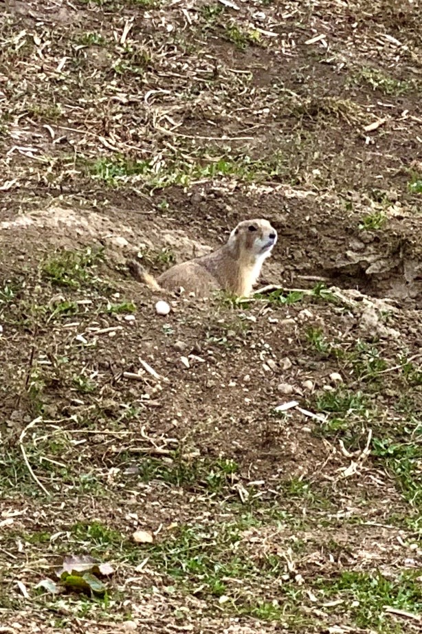 Prairie Dog out of hole Prairie Dog Town Badlands National Park SD