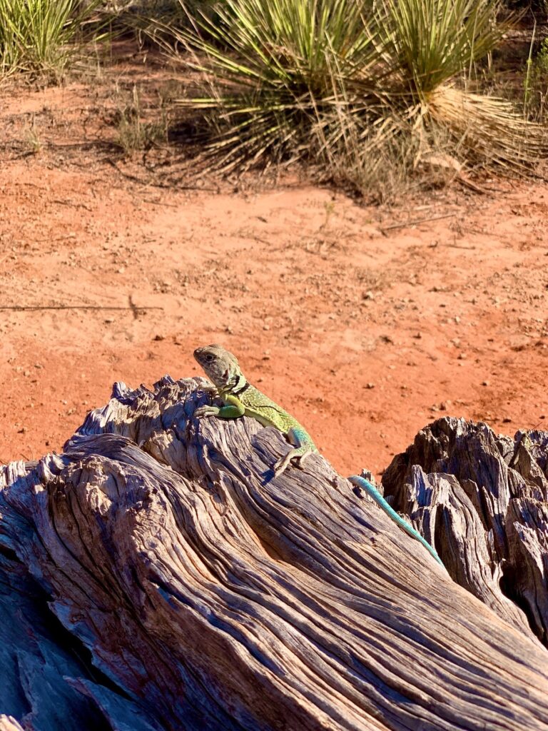 Pretty lizard in Palo Duro Canyon TX