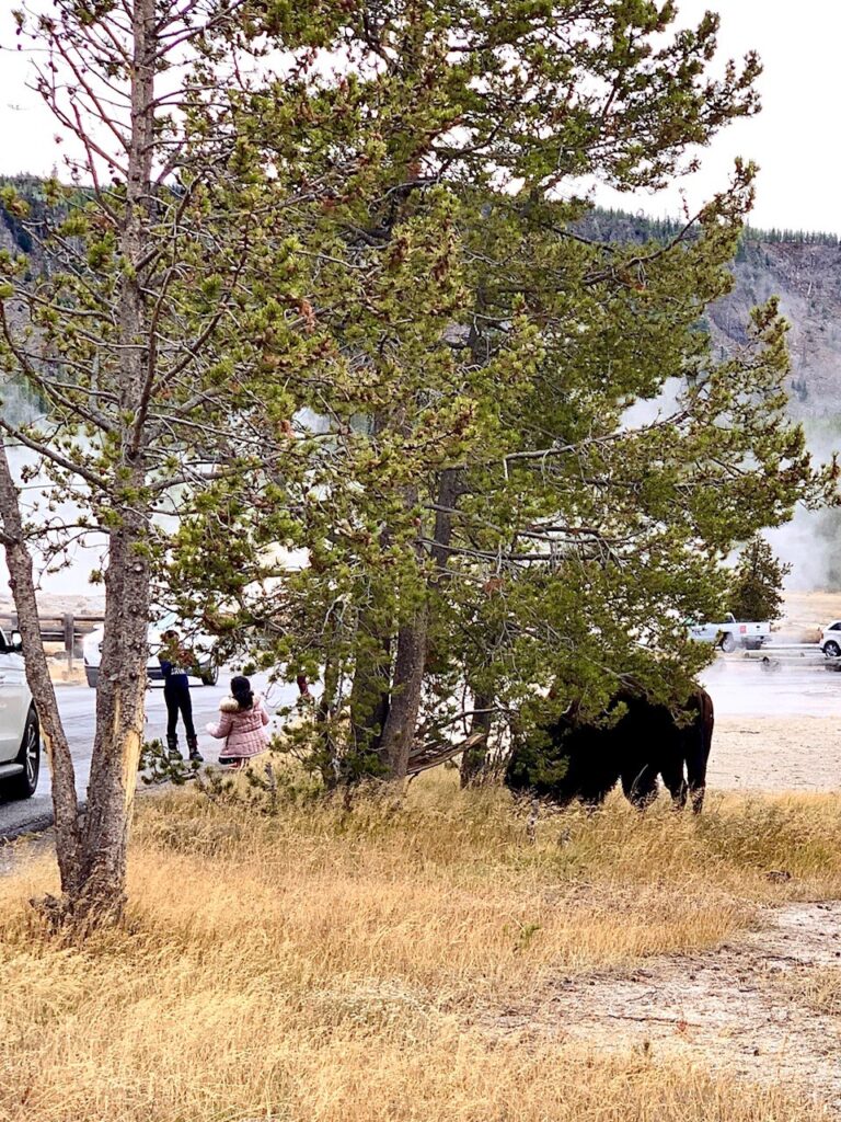 This is not a safe distance from Bison at Yellowstone National Park
