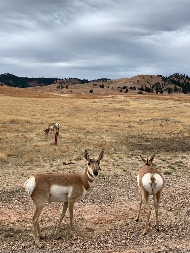 Antelope or actually Pronghorn in Custer State Park SD