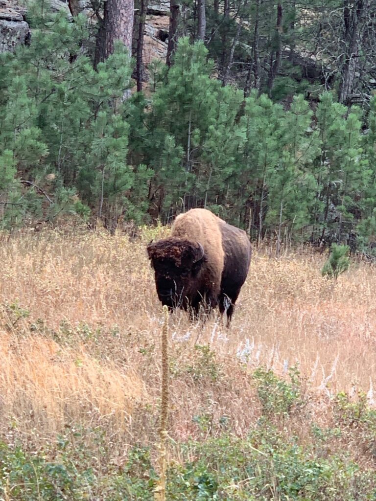 Bison Custer State Park South Dakota