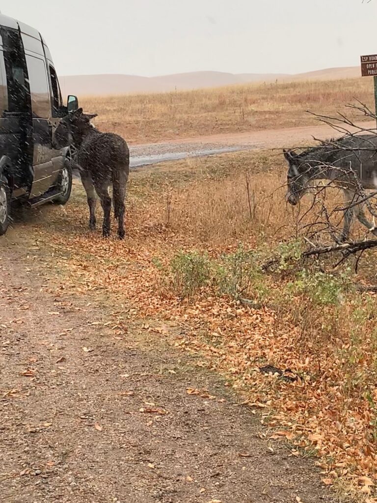 Burros Custer State Park South Dakota