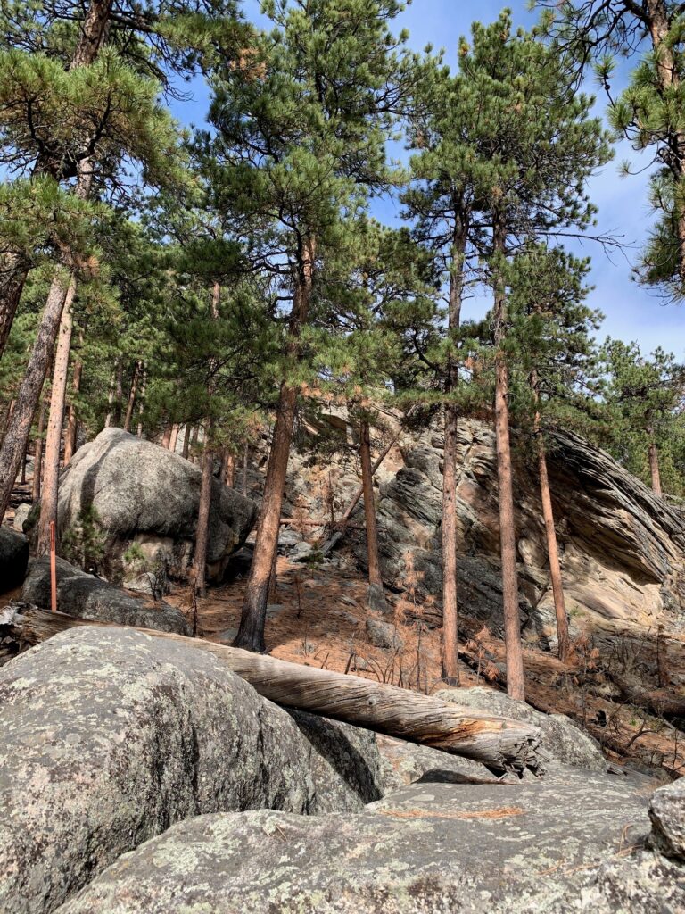 Large rocks and trees along Presidential Trail