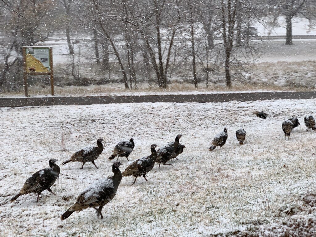 Wild turkeys Custer State Park South Dakota