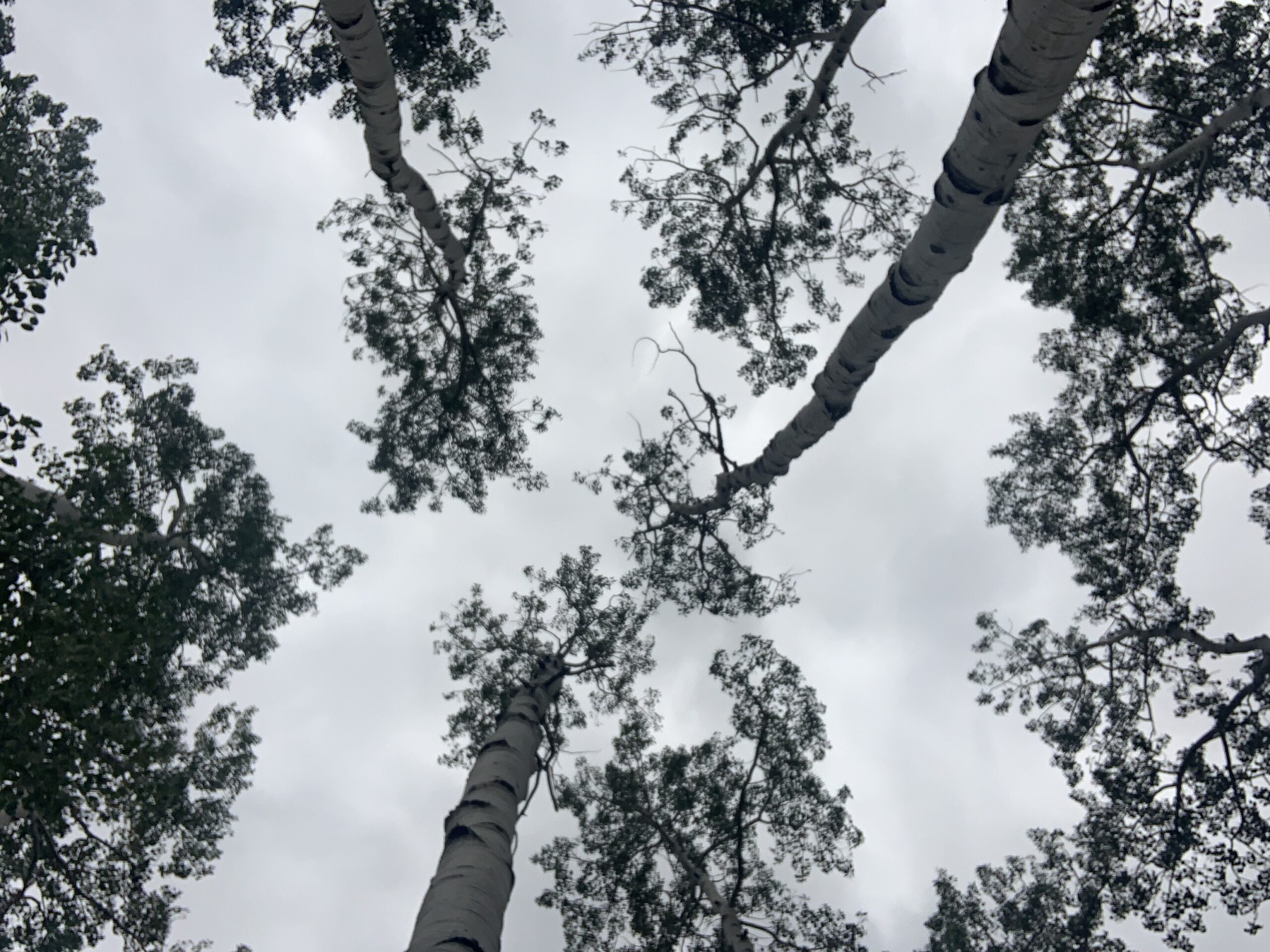 Treetops Pando Quaking Aspen Clone Fishlake Forest Utah