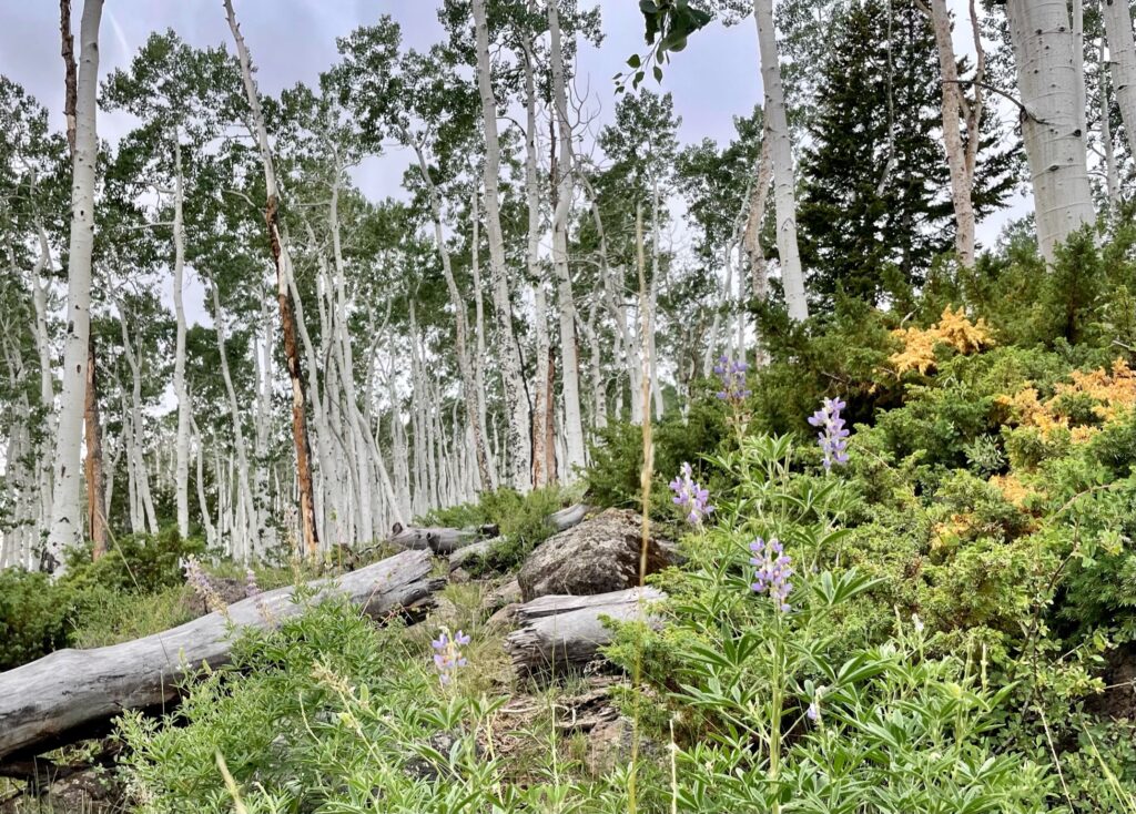 Quaking Aspens of Pando are marked similarly to birch trees 