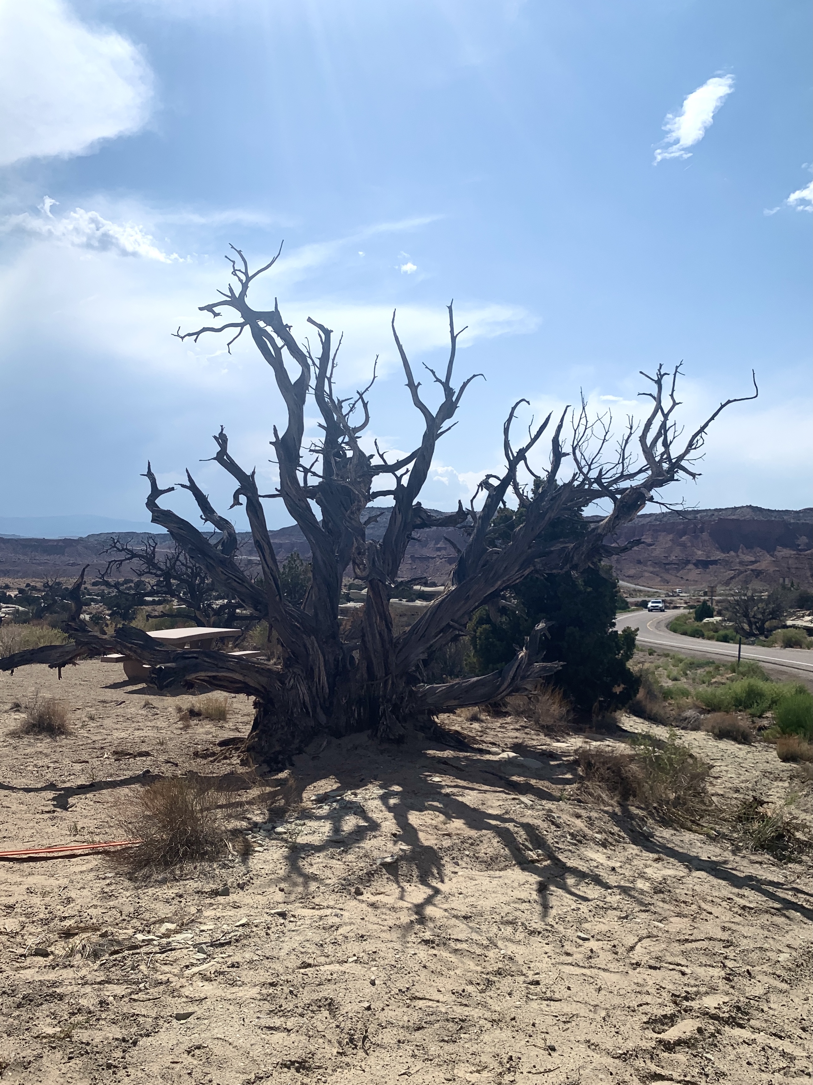 Interesting tree trunk at Sand Bench View Area