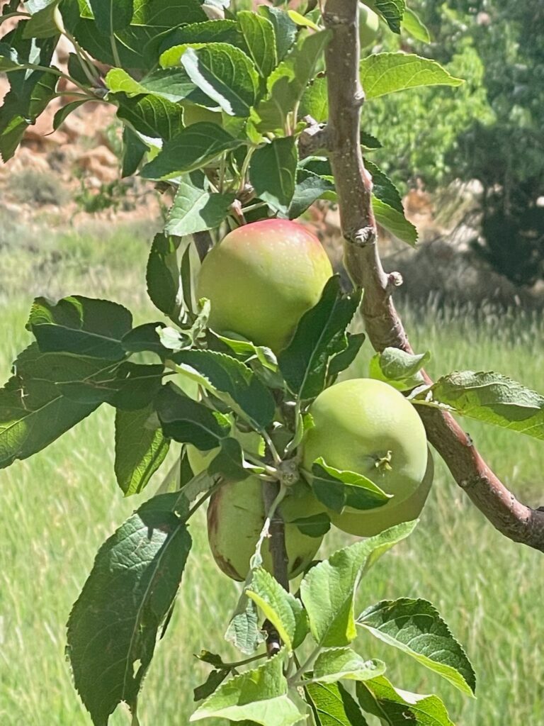 Orchards in Fruita Historic District 