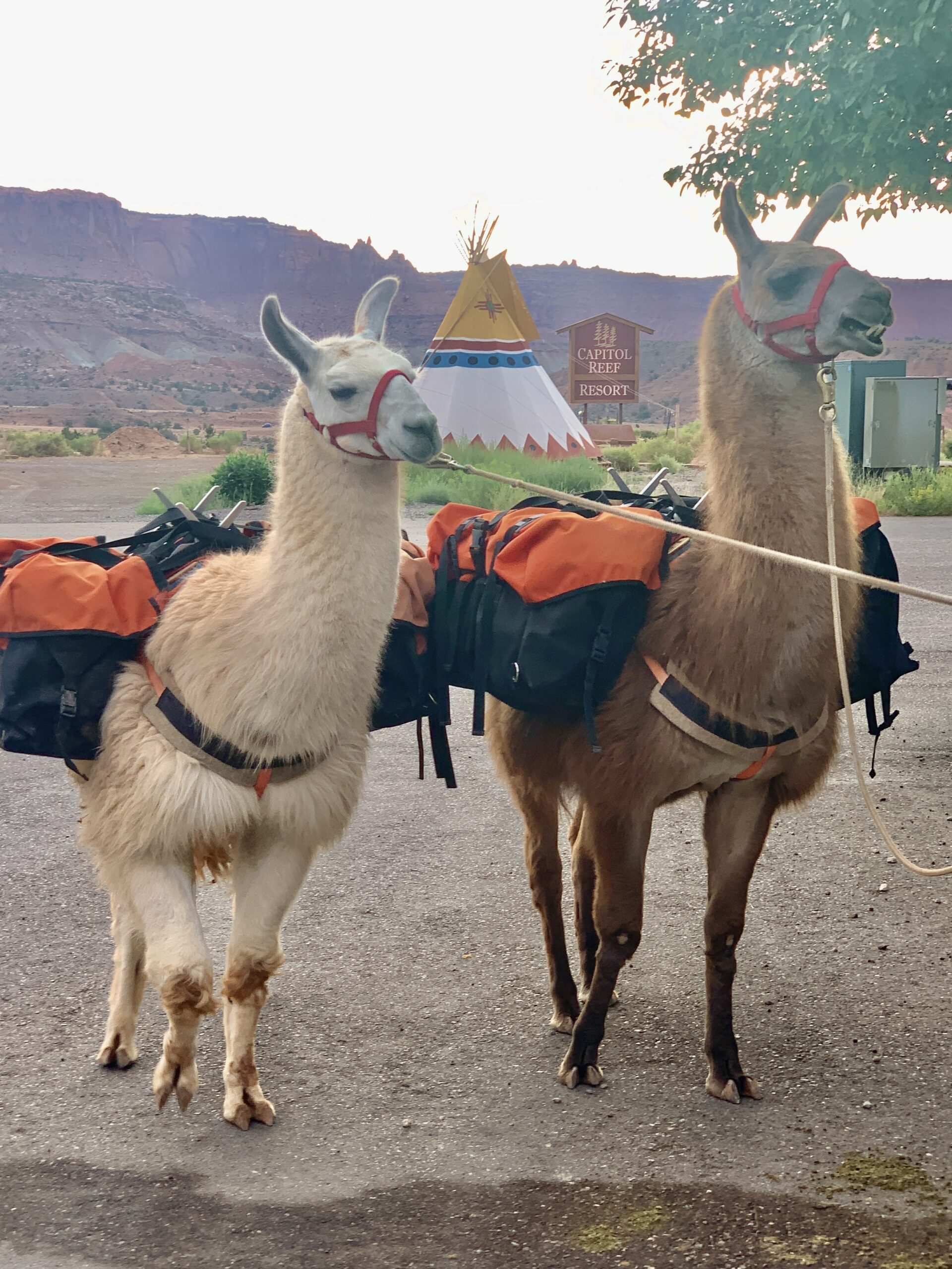 Llamas packed up for a hike with some guests