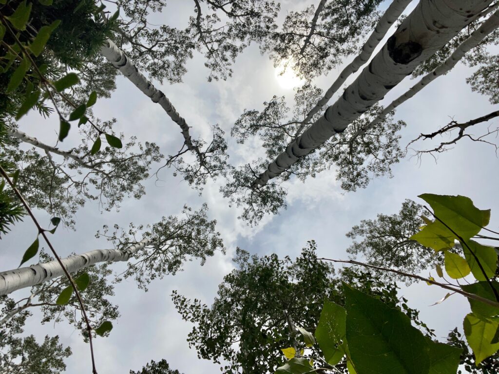 Quaking Aspens Treetop Shot at Pando