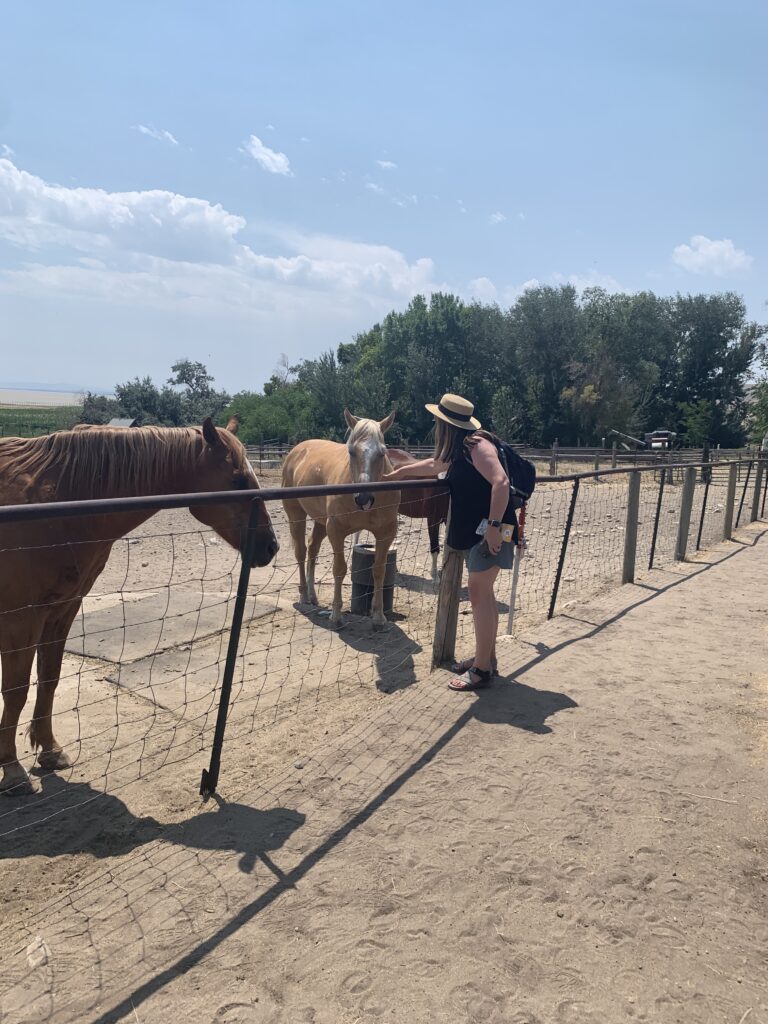 Horses loving the attention at Fielding Garr Ranch Antelope Island State Park