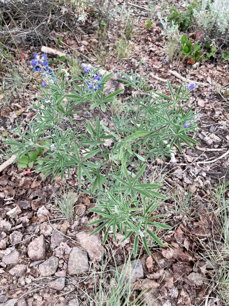 Bluebonnet looking wildflower found at Pando