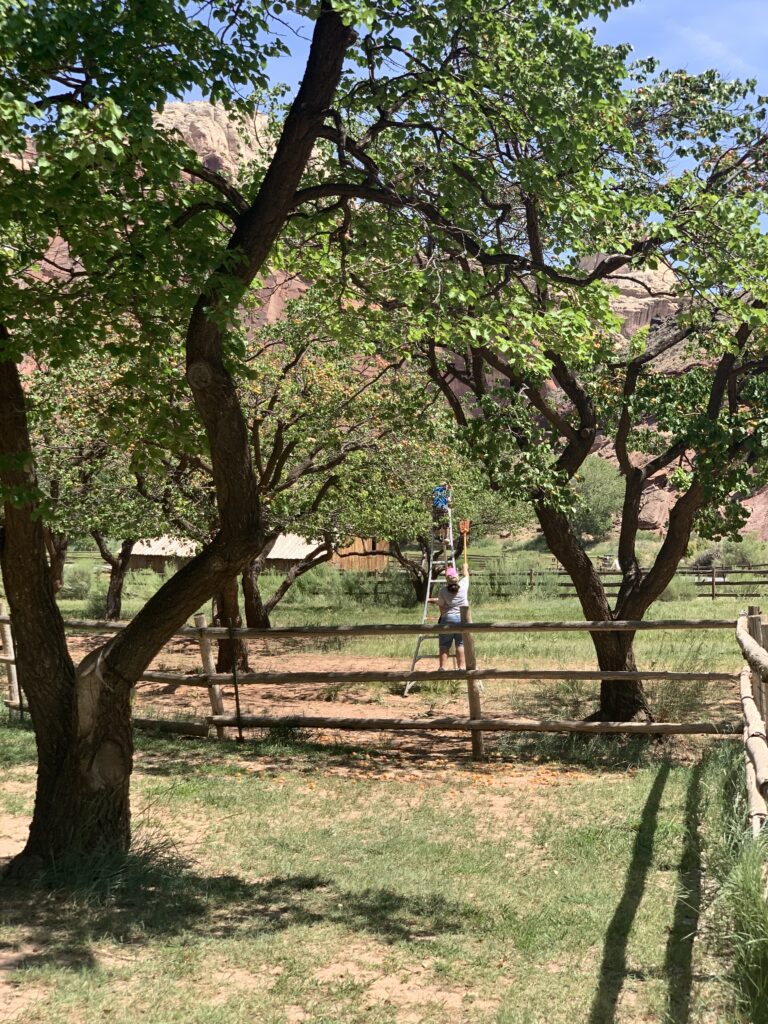 Picking fruit at orchard in Fruita Historic District Capitol Reef