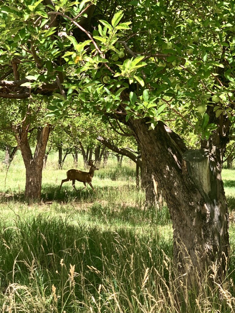 Deer in the orchard at Fuita Historic District