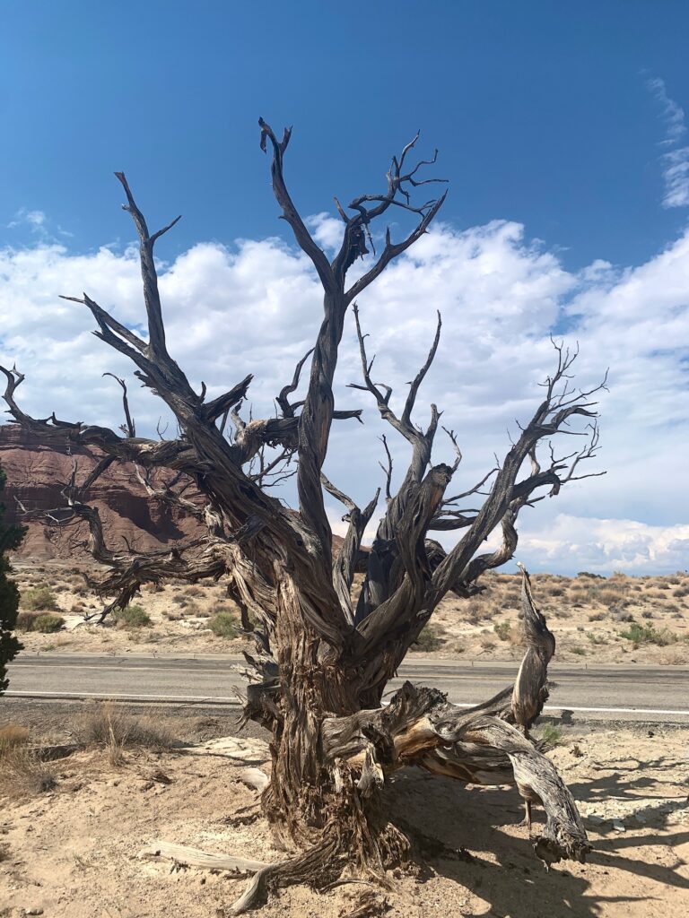 Tree trunk at Sand Bench View Area I70 Utah