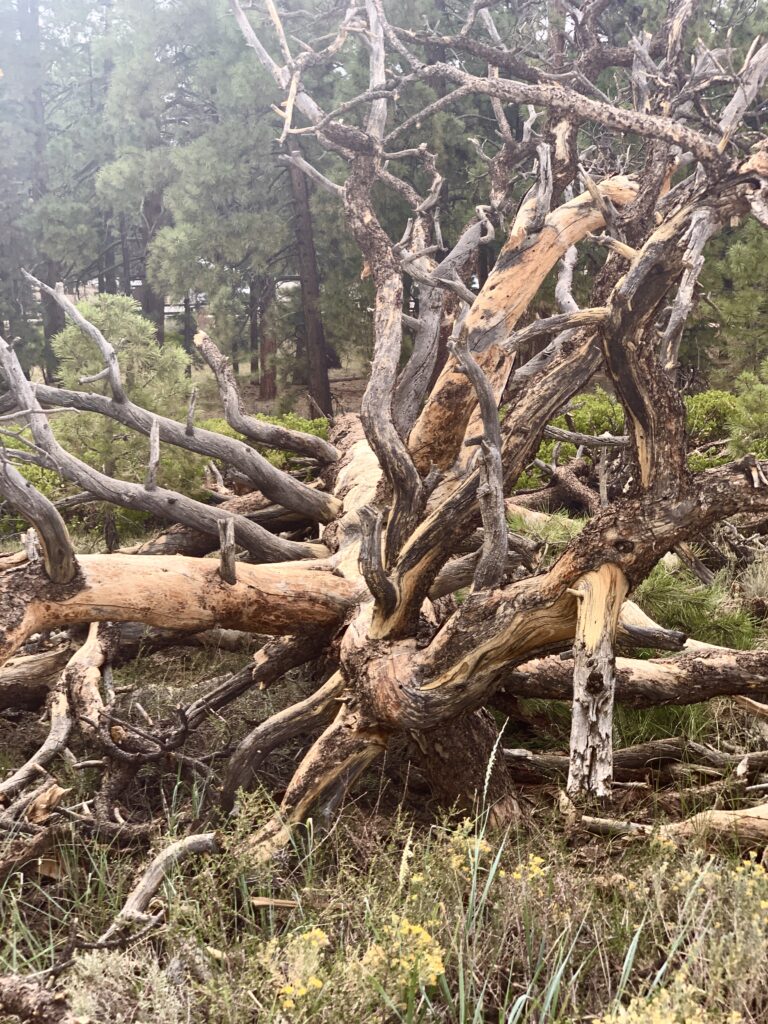 Natural art of entangled tree limbs and roots on opposite side of cliff path at Bryce