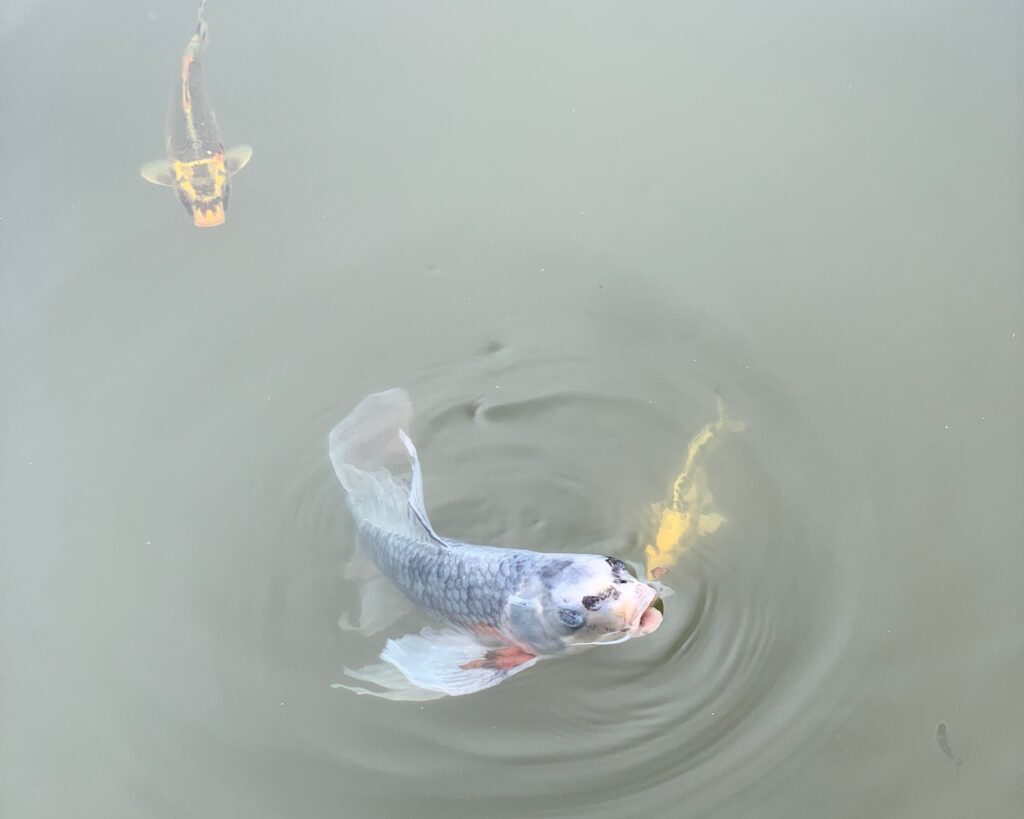 Fish looking for food in the Italian Garden