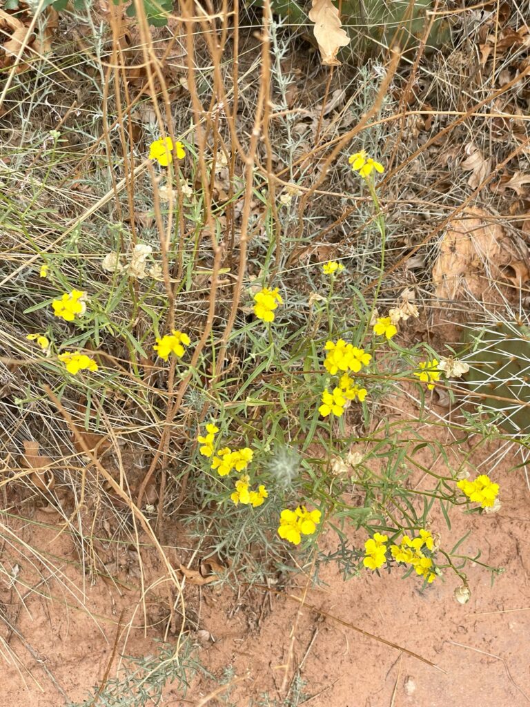 Yellow wildflowers along Lower Calf Creek Falls Trail