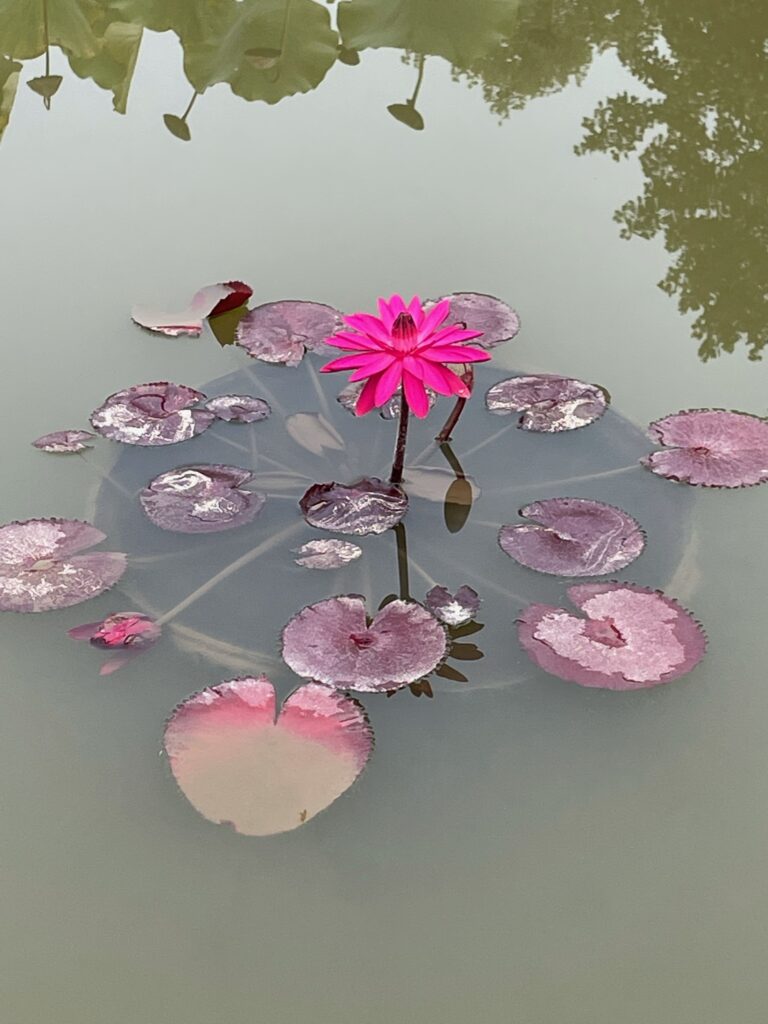 Flowering water plants in Italian Garden Biltmore