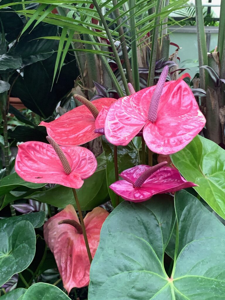 Perfectly beautiful plants at Conservatory Biltmore