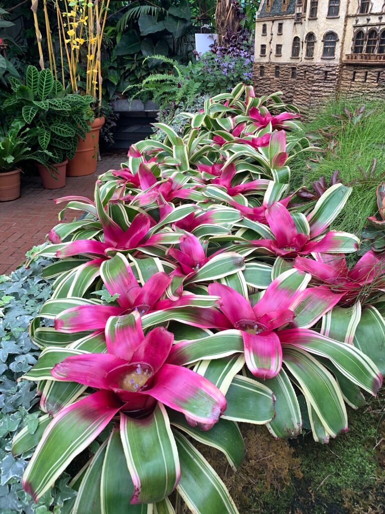 The plants are beautiful in the Conservatory at Biltmore