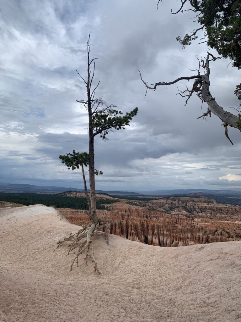 Exposed roots of tree on the rim Bryce