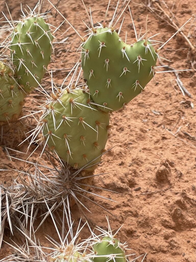 Heart shaped cactus leaf