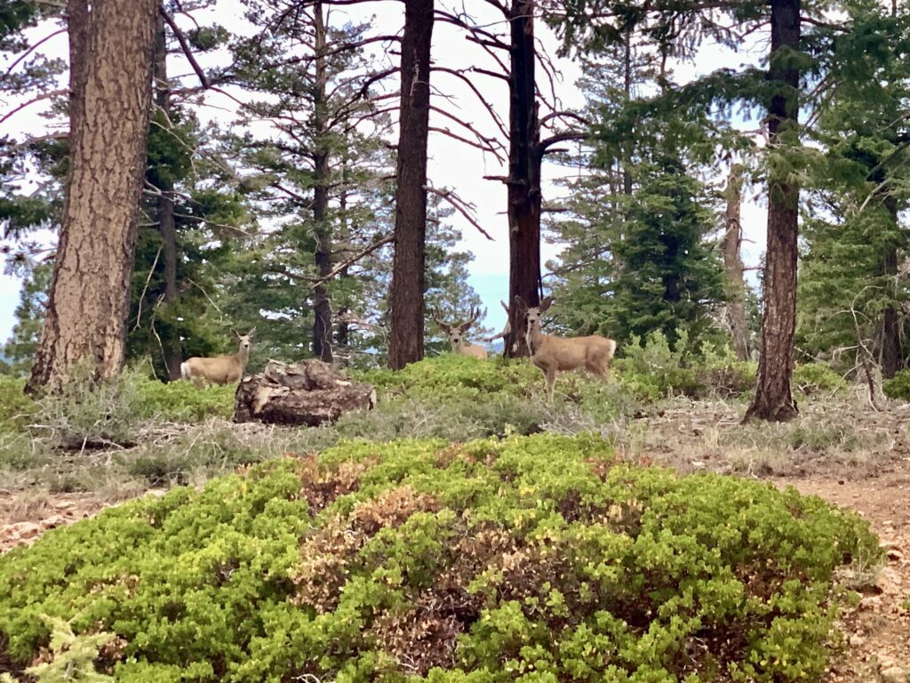 Deer Bryce Canyon NP Utah