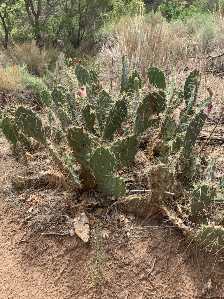 Would love to see these cactus blooms open