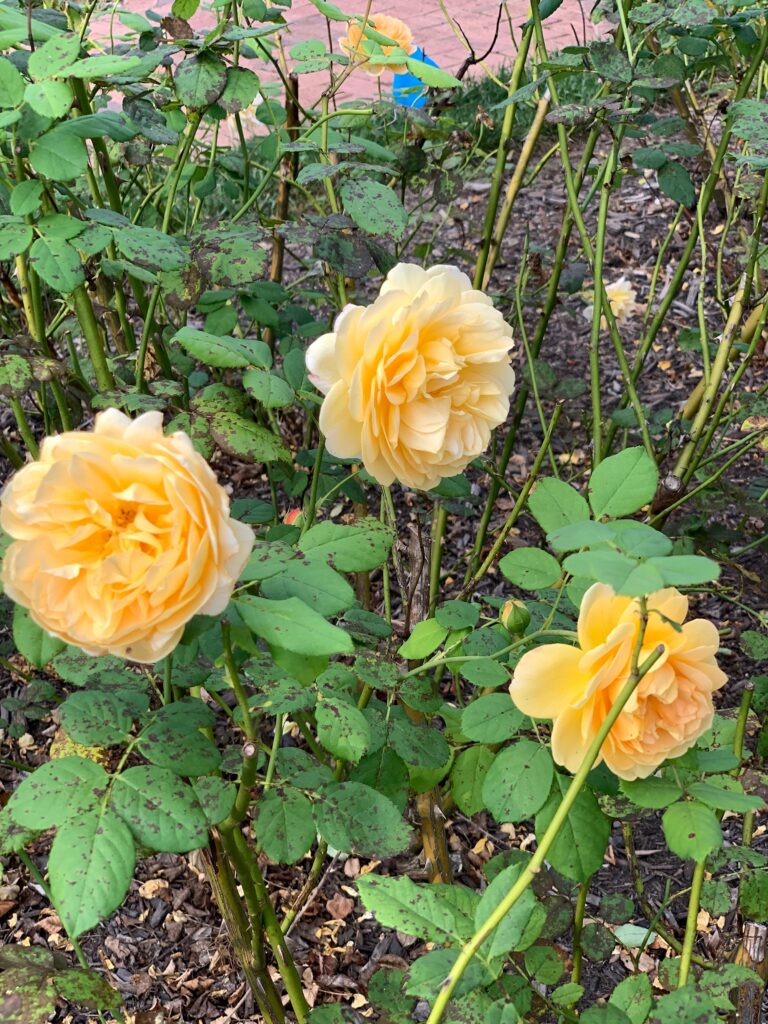 Yellow roses in the Rose Garden Biltmore Estate
